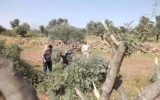 الأمم المتحدة: هجوم المستوطنين على موسم قطف الزيتون الفلسطيني أداة للتهجير والسلب