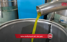 زيتون غزة.. ثمار شحيحة وأشجار مدمّرة