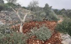 مستوطنون يكسرون أشجار زيتون في أبو انجيم