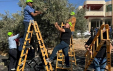 الحملة الوطنية لقطف الزيتون تعتمد نهجا لا مركزيا لإدارة الموسم وتدعو لحماية المزارعين وتمكينهم من جني ثمارهم