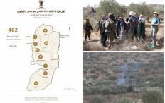 "مقاومة الجدار والاستيطان": من شمال الضفة إلى جنوبها.. 482 اعتداءً على قاطفي الزيتون وأراضيهم