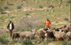 مستوطنون يرعون أغنام في أراضٍ مزروعة بالزيتون بقرية المغير