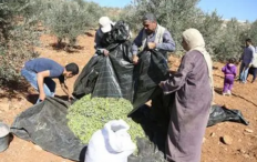 الاحتلال يمنع مواطنين من قطف الزيتون في الزاوية ومردا شمال سلفيت