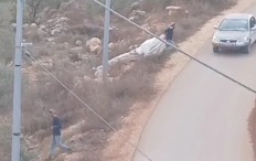 بالفيديو.. مستوطنون يهاجمون قاطفي زيتون ويسرقون معدات في بيتا جنوب نابلس
