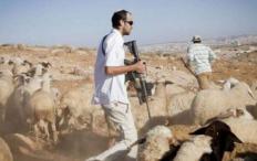 مستوطنون يسرقون 300 رأس غنم وحصانا في دير دبوان شرق رام الله