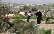 مستوطنون يعتدون على مواطنين أثناء قطف الزيتون شرق سلفيت