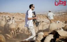 مستوطنون يطاردون ماشية المواطنين في الأغوار الشمالية