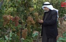 عنب الخليل ... موسم مثقل بإعتداءات جيش ومستوطني الاحتلال وتراجع الاسعار