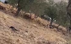 الاحتلال يطرد مزارعين من أراضيهم في بيت فوريك شرق نابلس