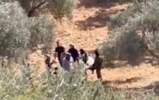 مستوطنون يسرقون أغناما ويمنعون قطف الزيتون غرب رام الله