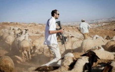 مستوطنون يطاردون رعاة الماشية في الأغوار الشمالية