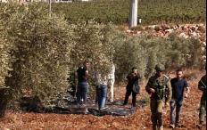 الاحتلال يمنع المواطنين من قطف الزيتون في بيت عنان شمال غرب القدس المحتلة