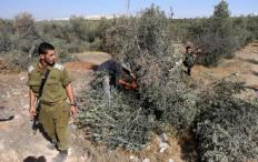 الزيتونة الفلسطينية في مواجهة الاستيطان... صراع على الجذور قبل الثمار