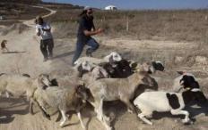 مستوطنون يرعون أغنامهم بين منازل المواطنين في يبرود والمغير ويتسببون بأضرار للمزروعات