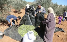 مستوطنون يطاردون المزارعين ويمنعونهم من قطف ثمار الزيتون في بلدة إذنا بالخليل