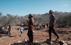 مستوطنون يهاجمون قاطفي الزيتون في بيت كاحل ويضعون أعلاما إسرائيلية على أراضٍ في وادي القف