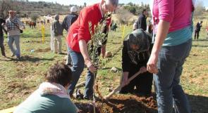 يوم زراعة أشجار زيتون في بيت إسكاريا على اراض مهددة بالمصادرة