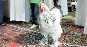 بيع دجاجة بـ 16 ألف ريال سعودي