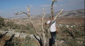 رام الله : مستوطنون يقطعون أشجار زيتون في قرية رأس كركر