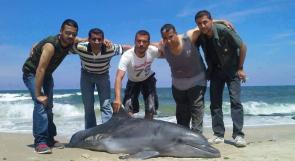 بالصور ... للمرة الأولى.. دولفين يظهر على شاطئ بحر غزة