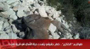 خاص لـ "وطن": بالفيديو... طولكرم: الخنازير.. خطر حقيقي يتهدد حياة الأهالي في قرية صيدا