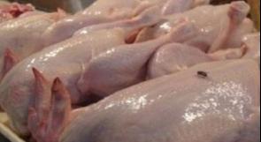 الخليل: إتلاف أكثر من 700 دجاجة مهربة في بني نعيم