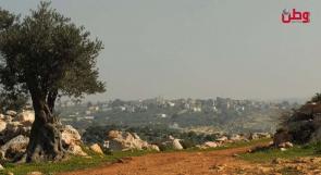 الأهالي يناشدون.. من يوقف إعدام بعض الحطابين لأشجار الزيتون المعمّرة في دير غسانة!