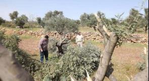 الأمم المتحدة: هجوم المستوطنين على موسم قطف الزيتون الفلسطيني أداة للتهجير والسلب
