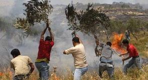 مستوطنون يشعلون النار في حقول زيتون قريوت