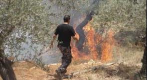 مستوطنون يحرقون حوالي مائة شجرة زيتون في حوارة