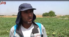 مزارعو البطيخ في الاغوار الشمالية يناشدون عبر وطن الحكومة بإنقاذ موسمهم قبل فواتٍ الاوان.