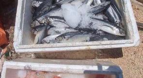 اتلاف 40 كغم سمك غير صالح للاستهلاك في رام الله