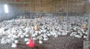 الضابطة الجمركية تضبط 3000 دجاجة مهربة في الخليل
