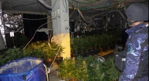 الشرطة تضبط مستنبت لزراعة نبات الماريجوانا داخل منزل في الخليل