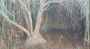 إعدام عشرات أشجار الزيتون بمياه المستوطنات العادمة شرق نابلس