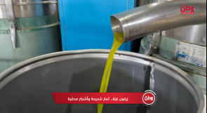 زيتون غزة.. ثمار شحيحة وأشجار مدمّرة