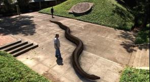 شاهد بالصور والفيديو ...تيتانوبوا : ثعابين ضخمة