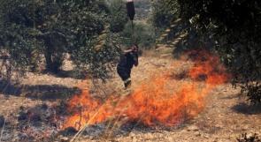 مستوطنون يحرقون أكثر من 250 شجرة زيتون غرب بيت لحم