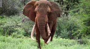 كينيا تنعى الفيل "ساطاو"