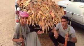 بالصور.. سعوديون يصطادون كميات مهولة من "الضبان".. واستنكار من المعلقين