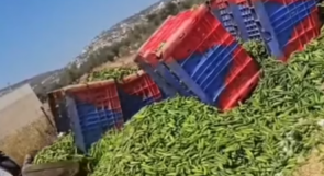 كساد الخضراوات يعصف بالمزارعين مجددًا ويجبرهم على "إعدام" محاصيلهم