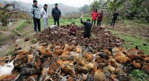 الصين: ارتفاع وفيات انفلونزا الطيور الى 31