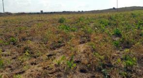 الاحتلال يرش مبيدات سامة على أراضي المزارعين شمال غزة