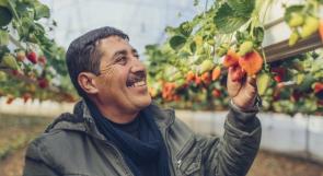 صور.. "ملك الفراولة"... مزارع فلسطيني يشارك أسرار نجاحه