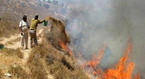 مستوطنون يضرمون النار بأراض مزروعة بالزيتون في المغير