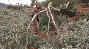 مستوطنون يقطعون 14 شجرة زيتون غرب بيت لحم