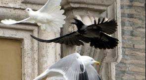 بالصور ...الفاتيكان: حمائم السلام تقع فريسة الغربان والنوارس
