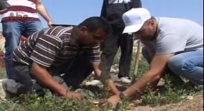 بالفيديو... أريحا: نشطاء يتحدون الاحتلال بزراعة الأشجار
