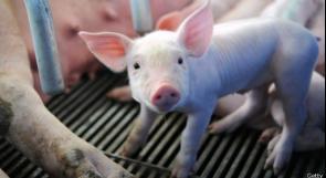 مخاوف أوروبية من انتشار فيروس جديد يصيب الخنازير