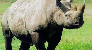 قرون وحيد القرن أغلى من الذهب